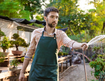 Home Air-Purifying Plants